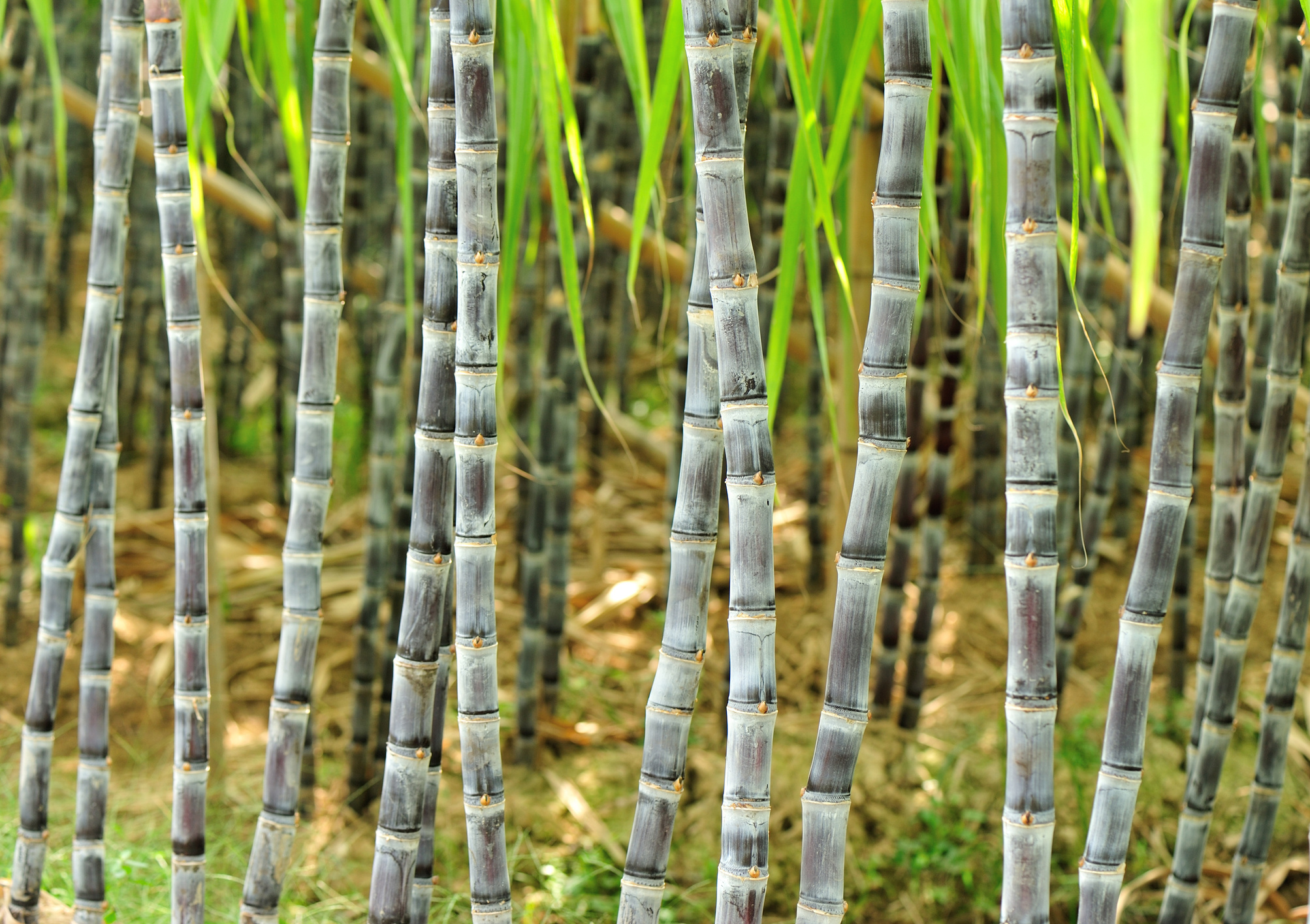 sugarcane plant